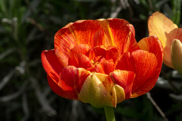 Tulpe