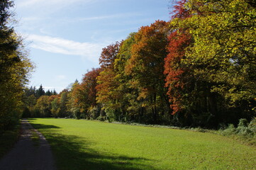 Augsburger Siebentischwald im Sommer