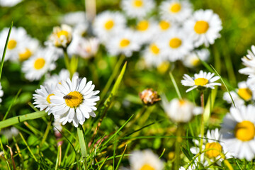 daisies in the garden, blooming lit by the beautiful sun