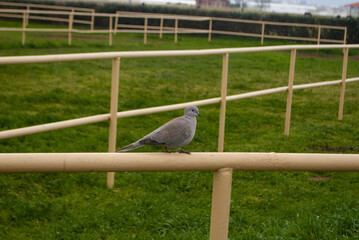 The image of small grey dove, pigeon on a fence of a paddock on a green background.