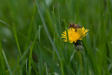 bee on a dandelion