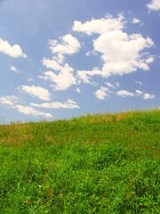 雑草の茂る初夏の江戸川土手風景