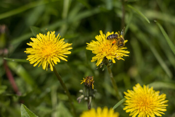 yellow dandelions on grass