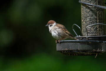 Eurasian tree sparrow (Passer Montanus)  on a bird feeder.