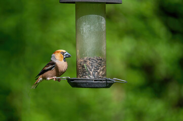 Naklejka premium Hawfinch (Coccothraustes coccothraustes) sits on a mossy branch of a tree.