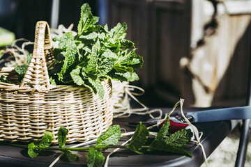 Bouquet de menthe fraîche dans un panier en osier cueillie au jardin avec sécateur