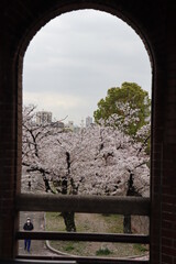 Fototapeta premium 桜