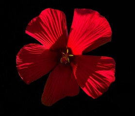 red flower growing on black background