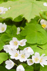 Wood Sorrel (Oxalis) flowers