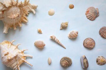 Seashells are laid out on a blue background. Souvenirs from the sea. Flat lay