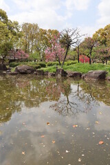 桜リフレクション