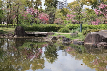 桜リフレクション