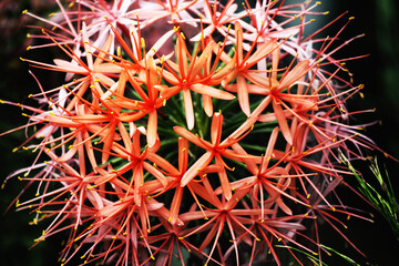 Macro red and orange flower