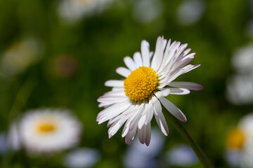Fototapeta premium Closeup of English daisy, bellis. Wallpaper