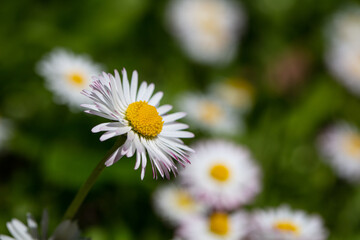 Fototapeta na wymiar Closeup of English daisy, bellis. Wallpaper