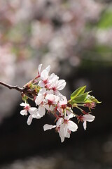 桜
