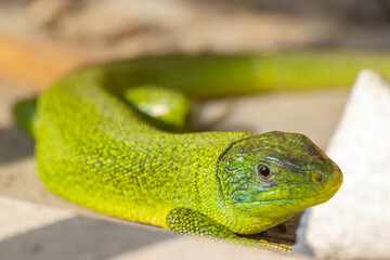 ramarro