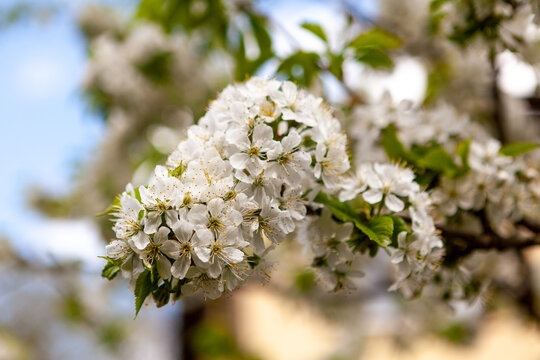 Blossoming branch with flower of cherry tree