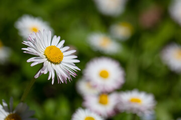 Fototapeta premium Closeup of English daisy, bellis. Wallpaper