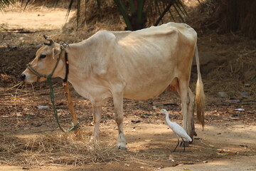 Cow in the field with Crane