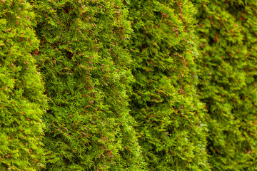 Green thuja hedge thuja occidentalis