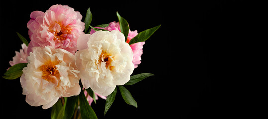 Beautiful peony flowers close-up, macro photography, soft focus. Spring or summer floral background.