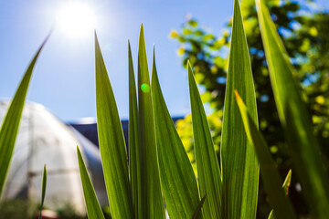 Green grass on the background of the sun in the summer.