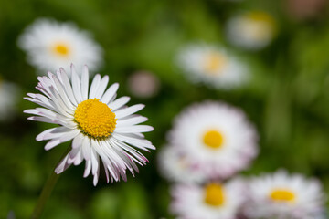 Fototapeta premium Closeup of English daisy, bellis. Wallpaper