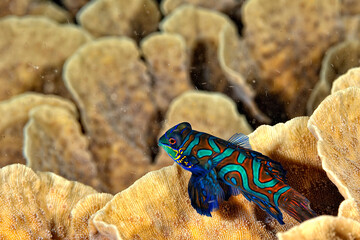 A beautiful picture of a mandarin fish