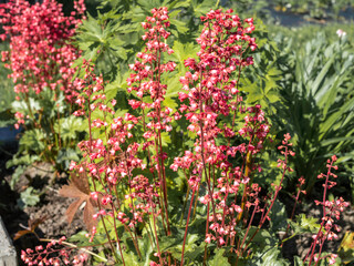 A large group of Coral bells, Heuchera sanguinea, growing in spring in a sunny garden, closeup with selective focus