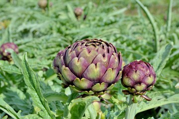 Beautiful purple artichoke in a field in Brittany. France