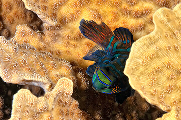 A beautiful picture of a mandarin fish