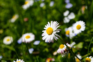 Closeup of English daisy, bellis. Wallpaper