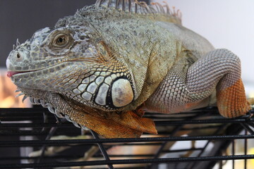 a green iguana sits on a cage