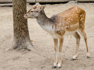 white deer