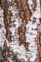 Obraz premium Birch trunk. A tree in the park. Bark black and white background