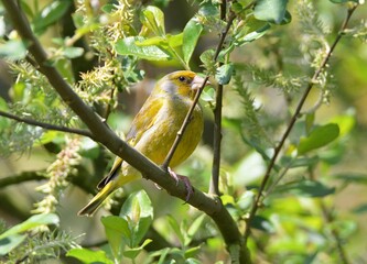 greenfinch in a tree