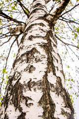 Birch trunk. A tree in the park. Bark black and white background