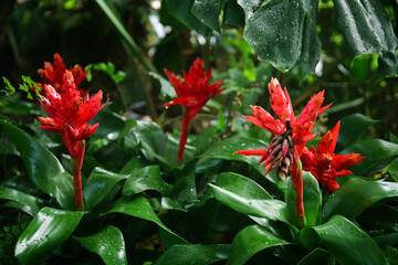 Image of Red tropical flower