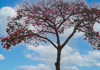 tree in bloom