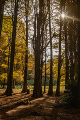 forest in autumn