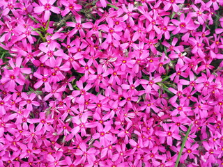 Background with numerous small pink phlox subulata flowers during a sunny day