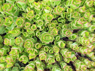 Top view of Sedum tetractinum, also known as Coral Reef, a perennial succulent often used as ground cover and in rock gardens