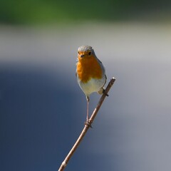 Robin in a garden