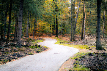 Obraz premium road in autumn forest