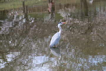 さくらと鳥