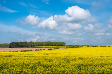 Yellow field with trees