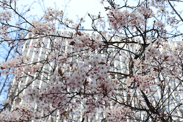 桜