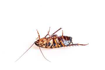 House cockroach isolated on white background
