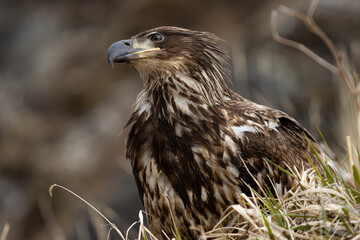 red tailed hawk